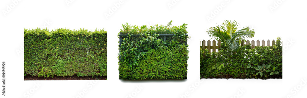 Poster three different kinds of hedges, one with a white picket fence and a palm tree, isolated on a white 