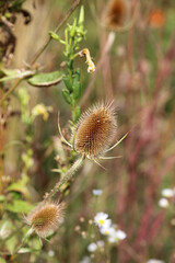 Macro image of a Teasel, Cambridgeshire England
