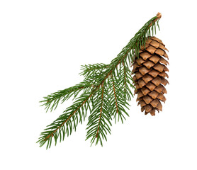 Pine cone. Christmas decoration.