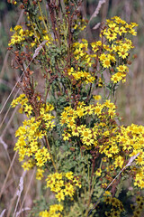 Sunlit Common Ragwort plant, Cambridgeshire England
