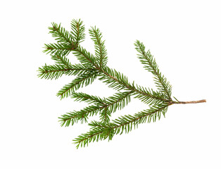 Spruce branch isolated. Christmas decoration.