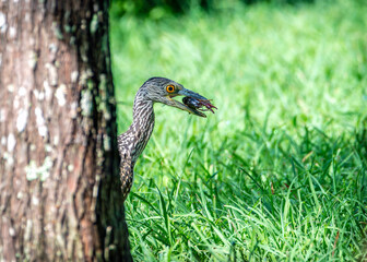 Juvenile yellow-crowned night heron behind a tree eating a crawfish.