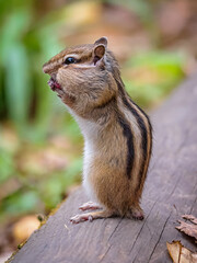 Chipmunk without a tail standing on its hind legs on a wood beam. Animals with disabilities concept.