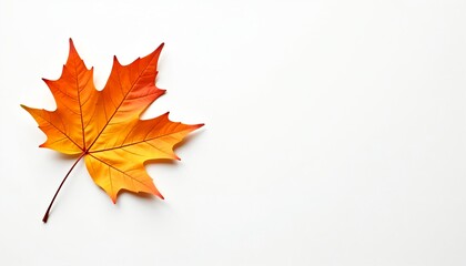 Autumn maple leaf, white background, fall backdrop, flat lay, copyspace, space for text, thanksgiving