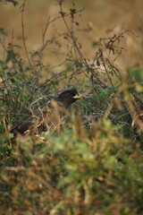 Yellow-billed blackbird
