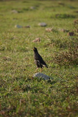 Yellow-billed blackbird