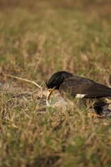 Yellow-billed blackbird