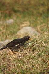 Yellow-billed blackbird