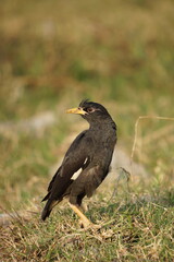 Yellow-billed blackbird