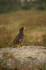 Yellow-billed blackbird