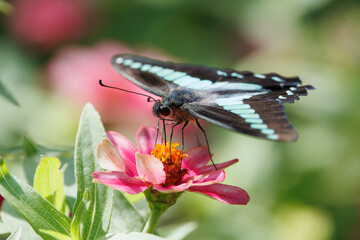 Common Bluebottle sucking nectar from a flower