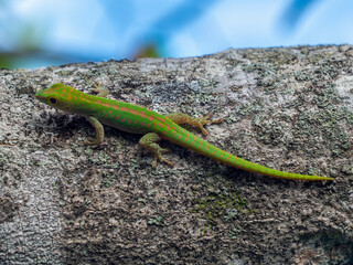 Small Seychelles day gecko (Phelsuma astriata), photographed on Mahé.