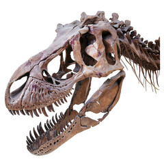 Fototapeta premium skeleton of a dog