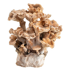 mushroom isolated on white background