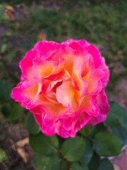 pink rose in garden
