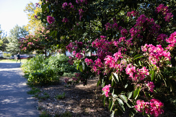 Beautiful Pink Flowers at McCarren Park during the Summer in Williamsburg Brooklyn of New York City