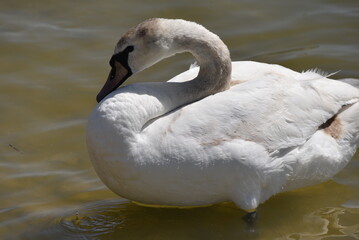Nature has not created anything more graceful than a white swan.