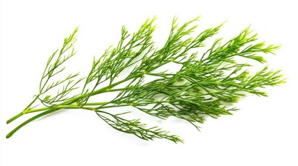 Asparagus setaceus leaf on white background. AI generated illustration.