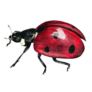 red ladybug insect on white background clip art preview