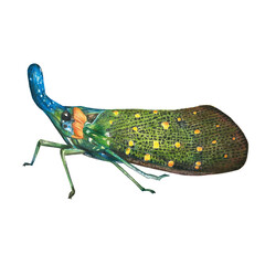 Lantern Bug colored pencil on white isolated background © kunlanit