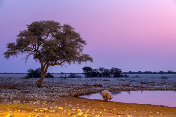 Black rhino at Okaukuejo waterhole at night in Etosha National Park, water reflections, wildlife safari and game drive in Namibia, Africa © Delphotostock