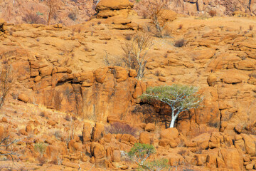 White trunk Sheperd tree growing in the roks in Damaraland, Namibia, Africa