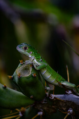 lagarto sobre cactus