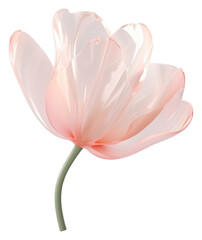 PNG Tulip flower blossom petal plant.