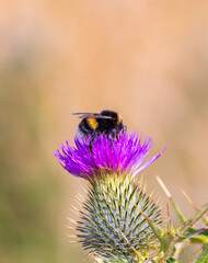 "Buff-tailed" bumblebee "Bombus terrestris" feeding on purple Thistle flower. Closeup of insect. Dublin, Ireland