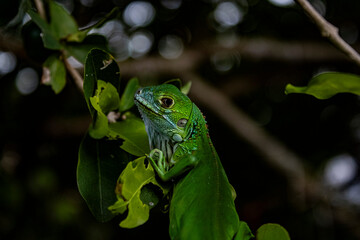 iguana sobre rama del árbol