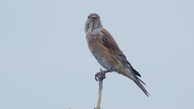 Beautiful common linnet (Linaria cannabina) sitting on a branch.  She got scared of the wasp and flew away. Close-up.