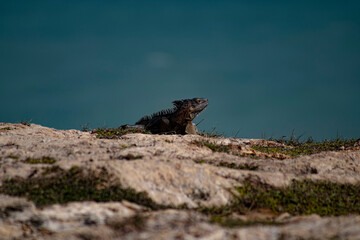 iguana sobre piedra a la orilla del mar