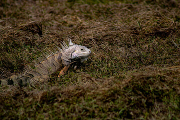 iguana sobre el pasto