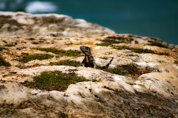 iguana sobre la playa a la orilla del mar