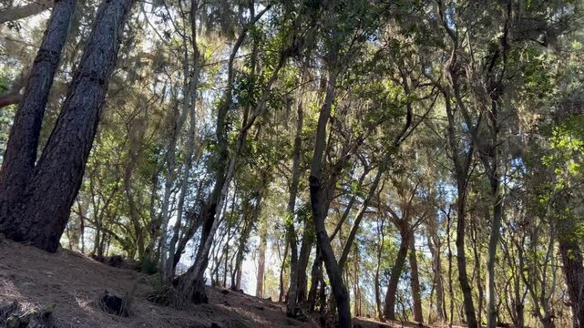 Sendero y bosques en los montes de la isla de Tenerife, islas Canarias