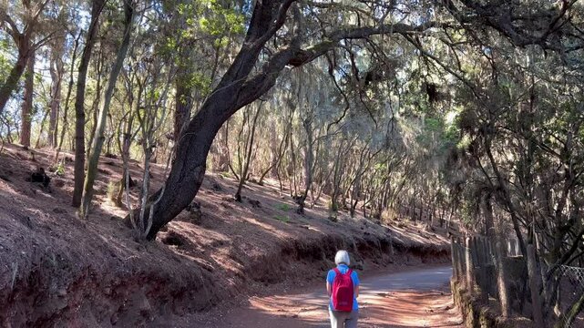 Senderista caminando entre bosques de laurisilva en los montes de la isla de Tenerife, islas Canarias
