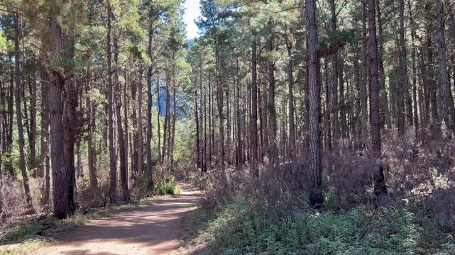 Sendero entre bosques en los montes de la isla de Tenerife, islas Canarias