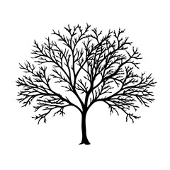 Obraz premium kousa-dogwood--tree-silhouette