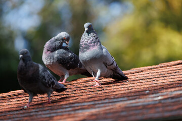 喉を膨らませて求愛するカワラバト