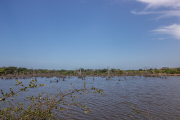 The oldest nature reserve in a great landscape. Natural environment in the morning at sunrise. Pure nature in the steppe landscape in Yala National Park, Uva, Sri Lanka, India, Asia