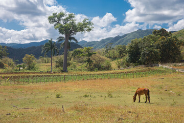 Classic rural landscape of Cuba