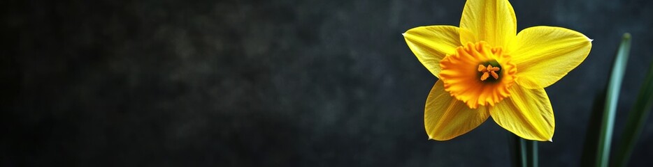 A vibrant yellow daffodil stands against a dark background, showcasing its beauty.
