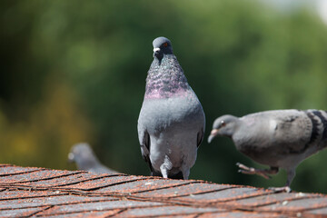 Threatening rock pigeon
