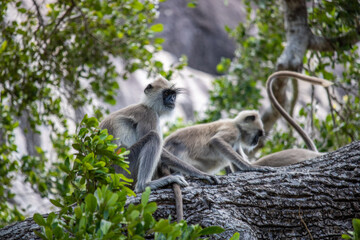 The oldest nature reserve in a great landscape. Natural environment with monkeys in the morning at sunrise. Pure nature in the steppe landscape in Yala National Park, Uva, Sri Lanka, India, Asia