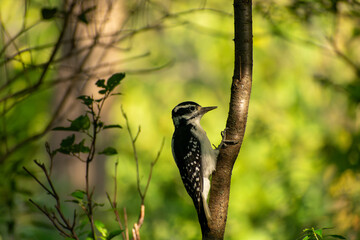 Woodpecker