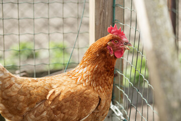 Brown Chicken by Wire Fence in Farmyard. Farming.