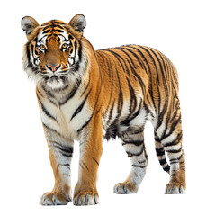 Fototapeta premium tiger isolated on white background