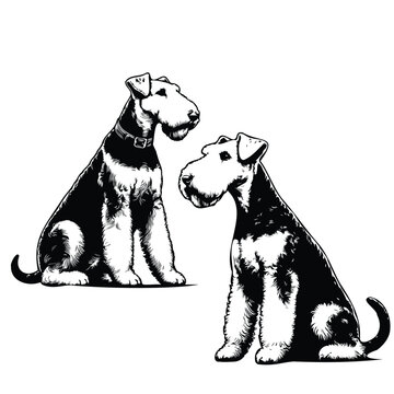 recommend clip art: Airedale Terrier clean vector silhouettes on white background Close up of an Airedale terrier
                     Airedale Terrier Dog on a white background vector illustration Silhouette of Airedale terrier dog