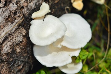 Wild white mushrooms on a dead tree