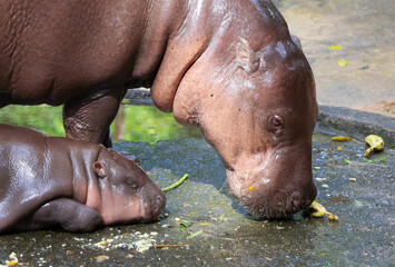 Closeup of adorable baby Pygmy Hippo napping next to her Mother